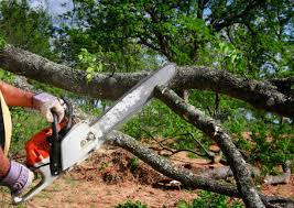 Professional Tree Care in Hamtramck, MI