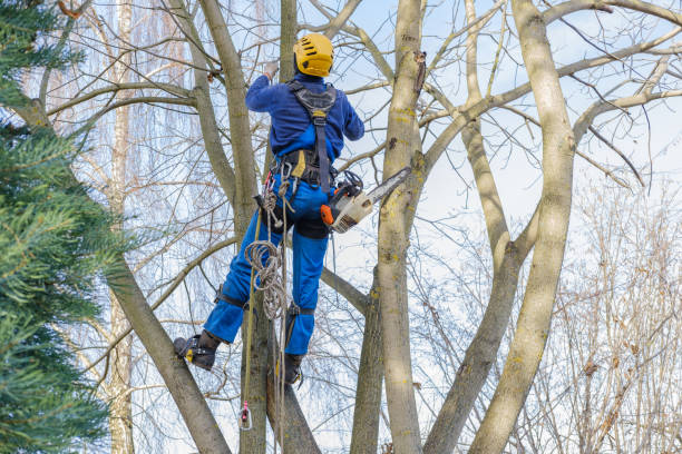 How Our Tree Care Process Works  in  Hamtramck, MI